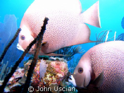 Grey angel pair off of La Parguera, Puerto Rico by John Uscian 